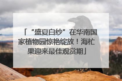 “盛夏白纱”在华南国家植物园惊艳绽放！海杧果迎来最佳观赏期