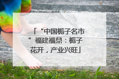 “中国栀子名市”福建福鼎：栀子花开，产业兴旺