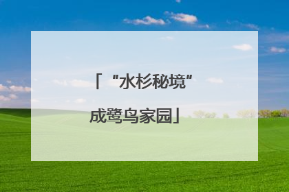 “水杉秘境”成鹭鸟家园