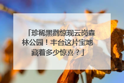 珍稀黑鹳惊现云岗森林公园！丰台这片宝地藏着多少惊喜？