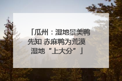 瓜州：湿地景美鸭先知 赤麻鸭为荒漠湿地“上大分”