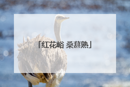 红花峪 桑葚熟