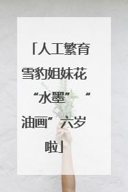 人工繁育雪豹姐妹花“水墨”“油画”六岁啦