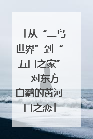 从“二鸟世界”到“五口之家” 一对东方白鹳的黄河口之恋