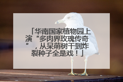 华南国家植物园上演“多肉界玫瑰传奇”，从呆萌树干到炸裂种子全是戏！