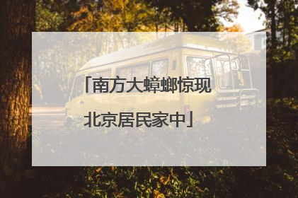 南方大蟑螂惊现北京居民家中