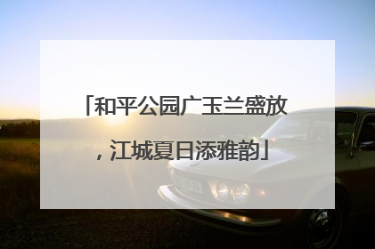 和平公园广玉兰盛放，江城夏日添雅韵