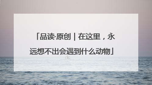 品读·原创｜在这里，永远想不出会遇到什么动物