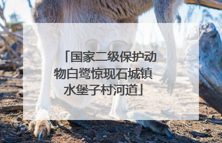 国家二级保护动物白鹭惊现石城镇水堡子村河道