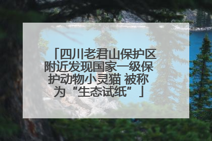 四川老君山保护区附近发现国家一级保护动物小灵猫 被称为“生态试纸”