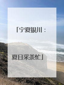 宁夏银川：夏日采茶忙