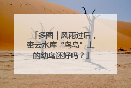 多图｜风雨过后，密云水库“鸟岛”上的幼鸟还好吗？