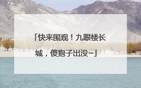 快来围观！九眼楼长城，傻狍子出没~
