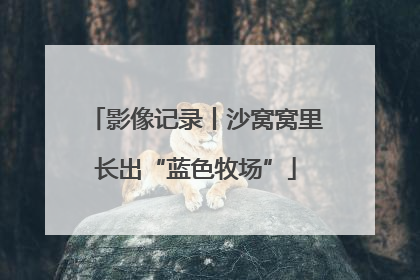 影像记录丨沙窝窝里长出“蓝色牧场”