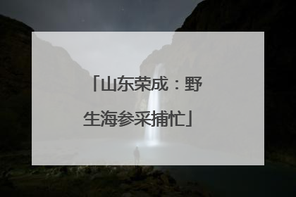山东荣成：野生海参采捕忙