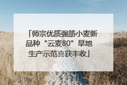 师宗优质强筋小麦新品种“云麦80”旱地生产示范喜获丰收