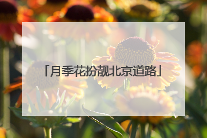 月季花扮靓北京道路