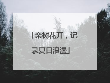 栾树花开，记录夏日浪漫