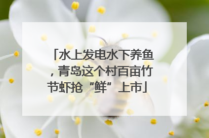水上发电水下养鱼，青岛这个村百亩竹节虾抢“鲜”上市