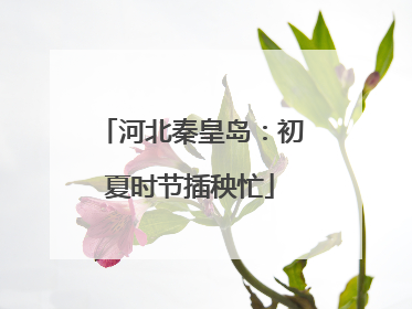 河北秦皇岛：初夏时节插秧忙