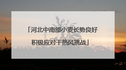 河北中南部小麦长势良好 积极应对干热风挑战