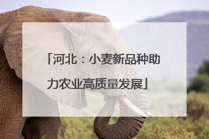河北：小麦新品种助力农业高质量发展