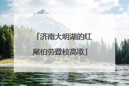济南大明湖的红尾伯劳登枝高歌