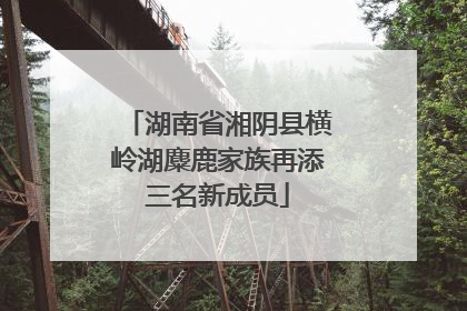 湖南省湘阴县横岭湖麋鹿家族再添三名新成员