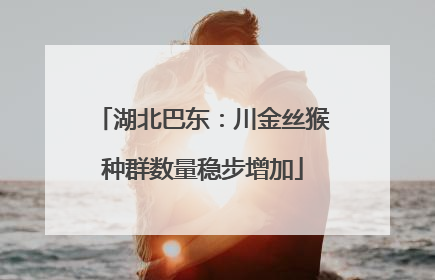 湖北巴东：川金丝猴种群数量稳步增加