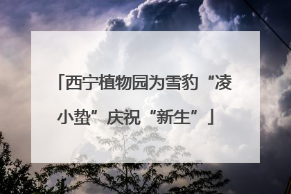 西宁植物园为雪豹“凌小蛰”庆祝“新生”