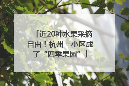 近20种水果采摘自由！杭州一小区成了“四季果园”