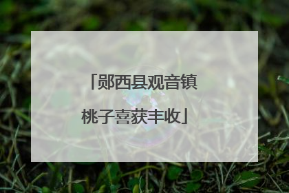 郧西县观音镇桃子喜获丰收