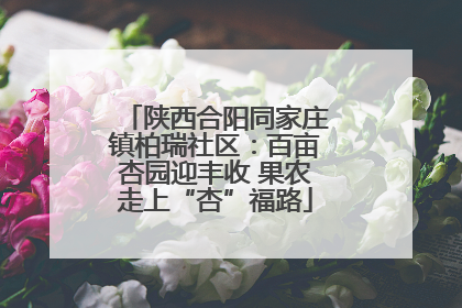 陕西合阳同家庄镇柏瑞社区：百亩杏园迎丰收 果农走上“杏”福路