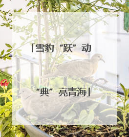 雪豹“跃”动 “典”亮青海