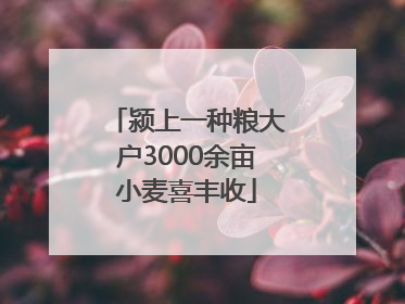 颍上一种粮大户3000余亩小麦喜丰收