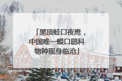 黑顶蛙口夜鹰，中国唯一蟆口鸱科物种现身临沧