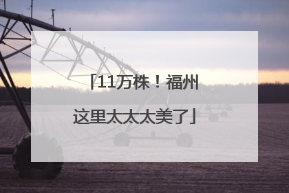 11万株！福州这里太太太美了