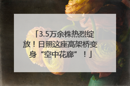 3.5万余株热烈绽放！日照这座高架桥变身“空中花廊”！